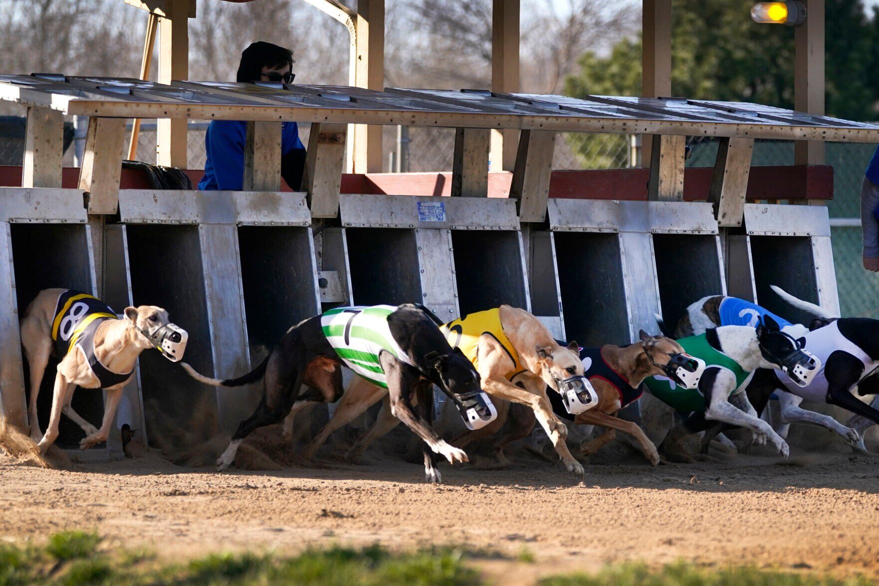 Greyhound Racing